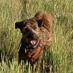 Meet your Posher, Carol